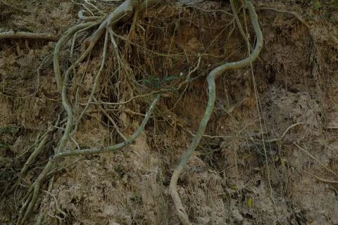 Tree with twisted roots. Stock Photos