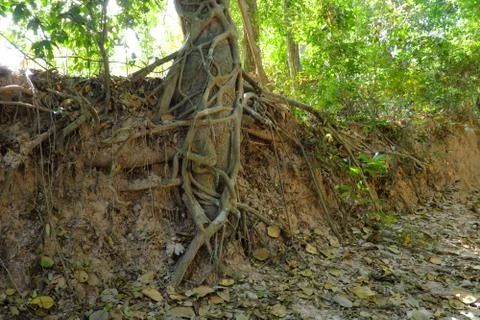 Tree with twisted roots. Stock Photos