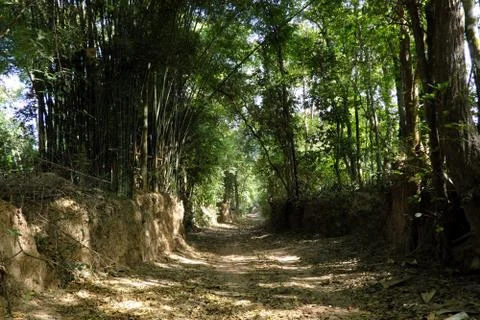 Tree with twisted roots. Stock-Fotos