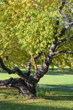A tree with a twisted trunk and twisting branches in a meadow Stock Photos
