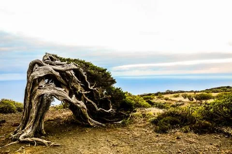 A tree with a twisted trunk is standing in a field Stock Photos