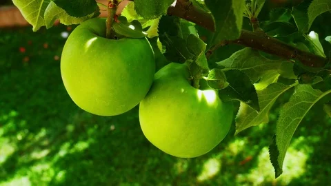 Tree with Two Apples Stock Footage 83294188