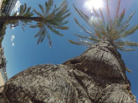A tree with two palm trees in the background Foto stock