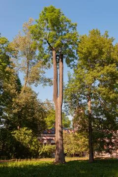 A tree with two trunks in a city park Foto stock
