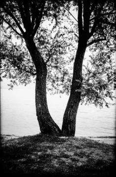 Tree with two trunks willow of lake, black and white photography Stock Photos
