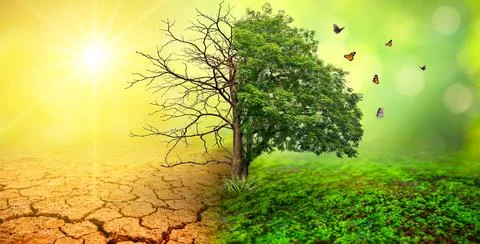 Tree in two  with very different environments Earth Day or World Environment  Stock Photos
