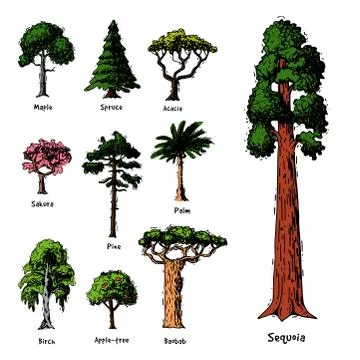 Tree types vector green forest pine treetops collection of birch, cedar and Illustrazione stock