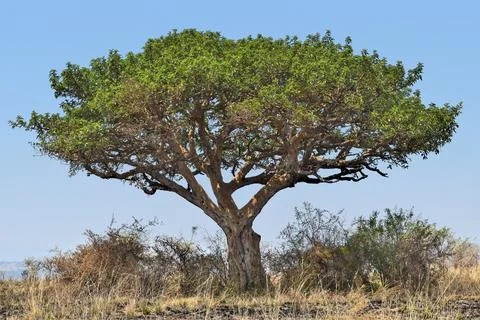 Tree in Uganda Stock Photos
