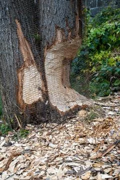 Tree Under Attack by Beavers Stock Photos