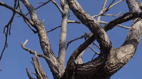 Tree under blue sky Video stock 82837186