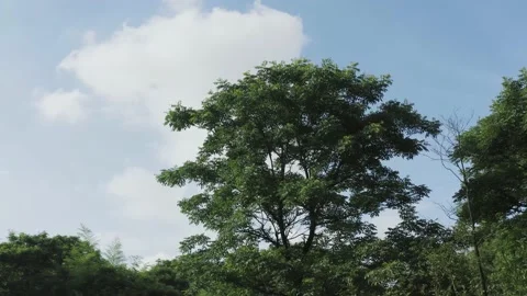 Tree Under Blue Sky Stock Footage 156225145