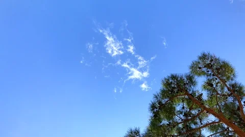 Tree under the Blue sky wiyh motion of clouds Stock Footage 101011963
