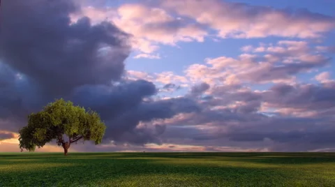 Tree Under Cloudy Sky Video stock 1808267