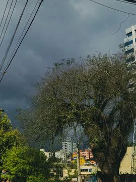 Tree under a cloudy sky Stock Photos