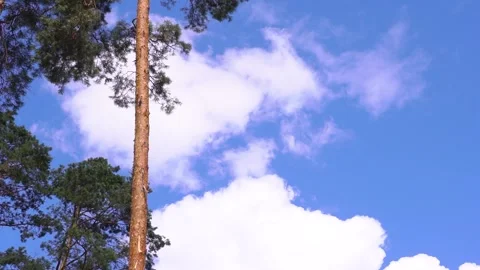 A tree under an electric blue sky with fluffy white cumulus clouds Stock Footage 274572531