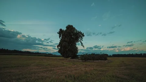Tree under Evening Sky Stock Footage 92949568