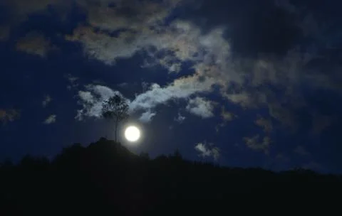Tree under the moonlight Stock Photos