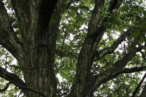 Tree from under Stock Photos