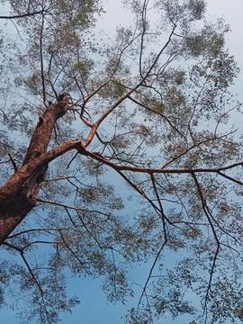 Tree under a pristine Stock Photos