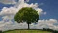 tree under puffy clouds fisheye zoom time lapse 4k 11688 4k or 4k+ Resolution
