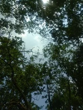 The Tree Under The Sky 写真素材