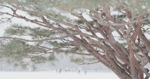 Tree under snow with people in the background out of focus Video stock 231493479