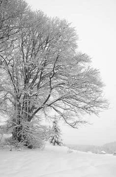 Tree under snow Stock Photos