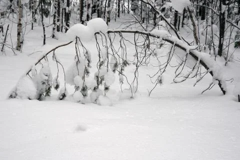 Tree under snow in the Woods Stock Photos
