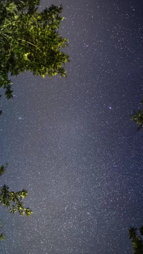 Tree Under the Stars Timelapse – Magical Night at Kolli Hills Stock Footage 313554424