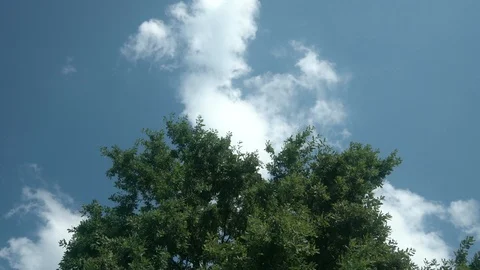 Tree under the summer sky Stock Footage 113298804