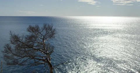 Tree under the sunlight, with the Mediterranean Sea in the background all over t Stock Footage 154697356