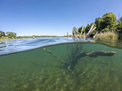 Tree under water in lake. Half underwater shooting. Stock Photos