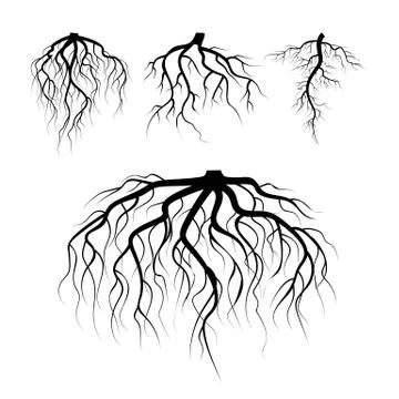 Tree Underground Roots Vector. Plant Underground Roots Set. Tree Root Black Illustrazione stock