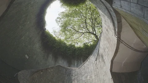 Tree on underground staircase at park Stock Footage 84160632