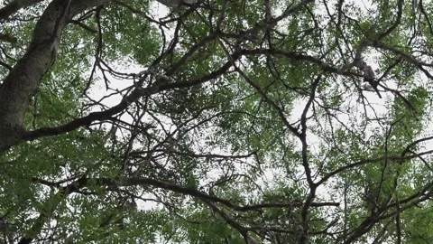 Tree from underneath 360 view Video stock 136342095