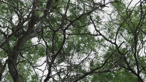 Tree from underneath 360 view Video stock 136342098