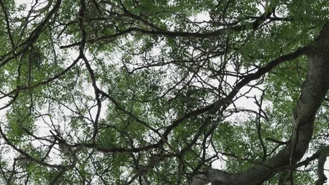 Tree from underneath 360 view Video stock 136342104