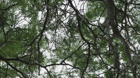 Tree from underneath 360 view Video stock 136342105