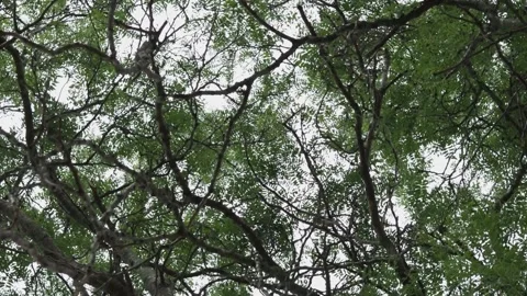Tree from underneath 360 view Video stock 136342107