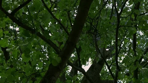 Tree from underneath 360 view Video stock 136342233