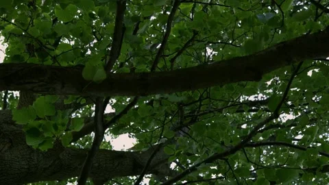 Tree from underneath 360 view Video stock 136342244