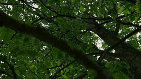 Tree from underneath 360 view Video stock 136342245