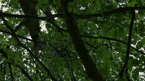 Tree from underneath 360 view Video stock 136342246