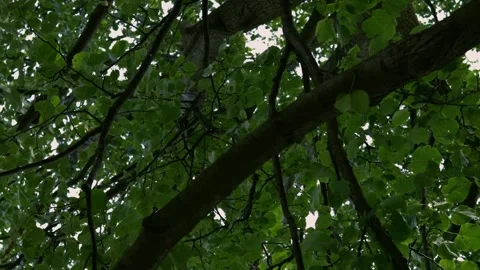Tree from underneath 360 view Video stock 136342247