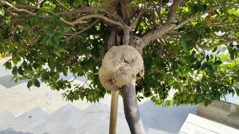 Tree with Unique Growth on Trunk Fotos Stock