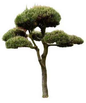 Tree with a unique shape and greenery is seen isolated on a white backdrop. T Stock Photos