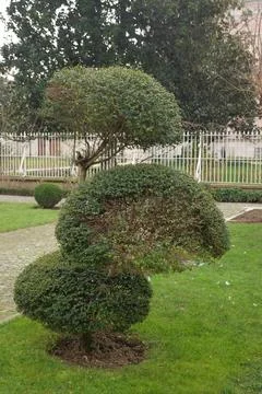 Tree with unique shape in a garden setting Stock Photos