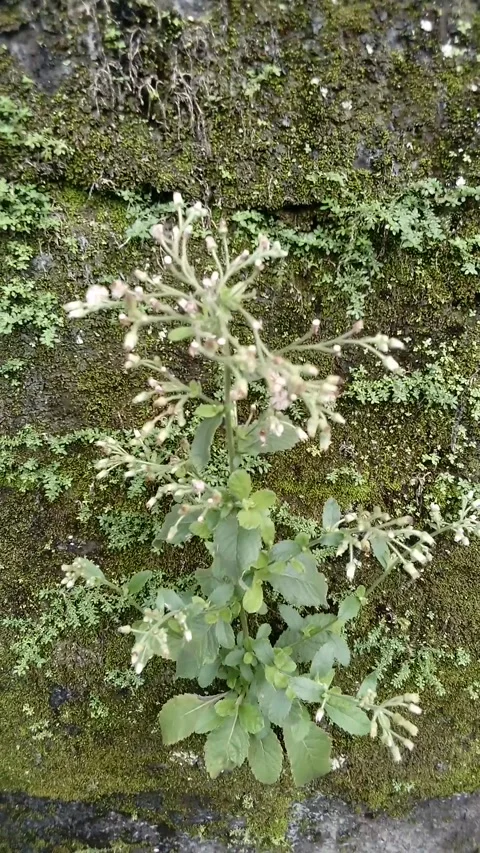 Tree with unique small flowers growing on the rock Stock Footage 235089730