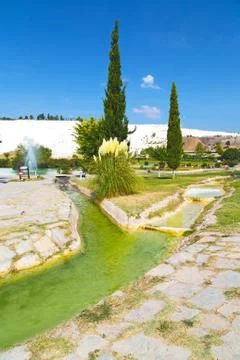 Tree unique   water Stock-Fotos