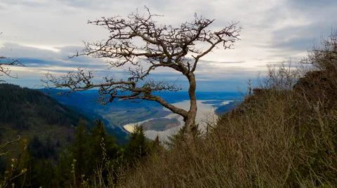 Tree uphigh Foto stock